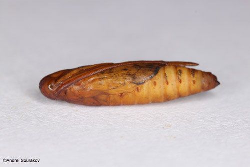 Figure 13. The pupa of Terastia meticulosalis Guenée, lateral view. Photographed in Gainesville, Florida.