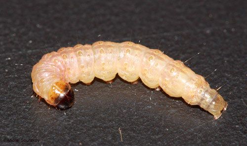 Figure 9. Mature larva of Terastia meticulosalis Guenée, Summer/Fall generations. Photographed in Gainesville, Florida.