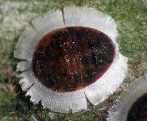 Figure 1. Adult palm aphid, Cerataphis brasiliensis (Hempel).