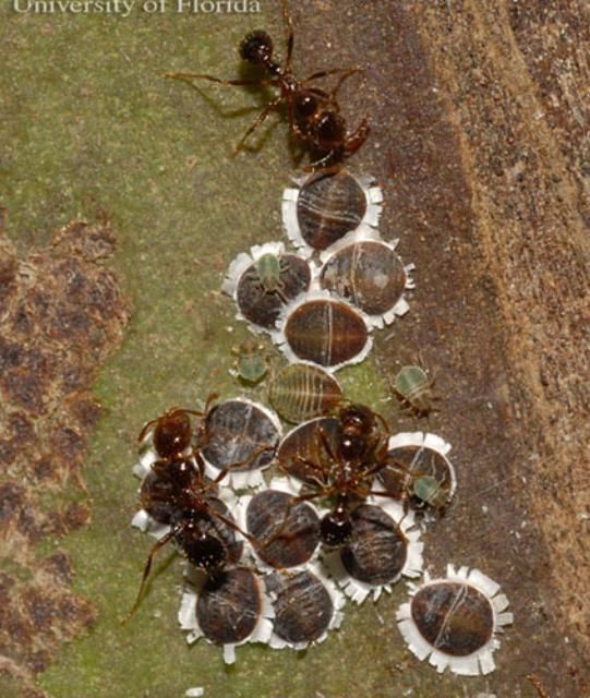 Figure 3. Ants exhibiting mutualistic relationship with the palm aphid, Cerataphis brasiliensis (Hempel).
