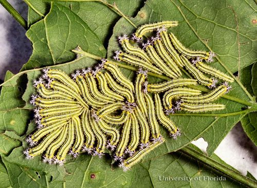 Figure 17. Eleven-day-old (third instar) gregarious larvae of the tawny emperor, Asterocampa clyton (Boisduval & LeConte).