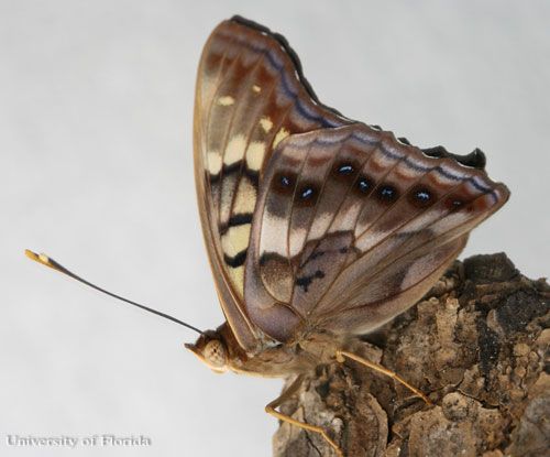 Figure 5. An adult male tawny emperor, Asterocampa clyton (Boisduval & LeConte), with wings closed.