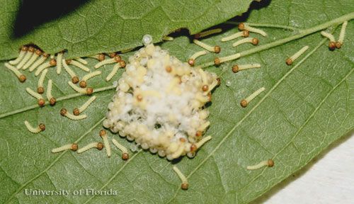 Figure 15. Newly hatched larvae of the tawny emperor, Asterocampa clyton (Boisduval & LeConte).