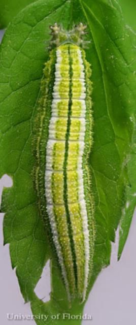 Figure 10. A full-grown larva of the tawny emperor, Asterocampa clyton (Boisduval & LeConte), dorsal view.