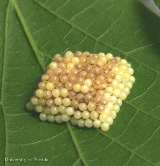 Figure 7. Eggs of the tawny emperor, Asterocampa clyton (Boisduval & LeConte), one day before hatching