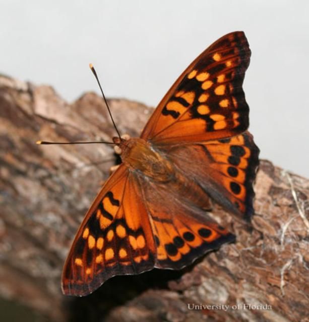 Figure 4. An adult male tawny emperor, Asterocampa clyton (Boisduval & LeConte), with wings open.