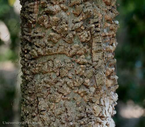 Figure 25. Heavily warty trunk of sugarberry, Celtis laevigata Willd., a host of the tawny emperor, Asterocampa clyton (Boisduval & LeConte).
