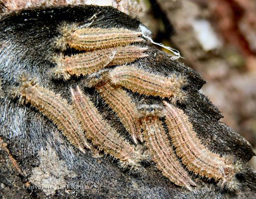 Figure 20. Overwintering larvae of the tawny emperor, Asterocampa clyton (Boisduval & LeConte).