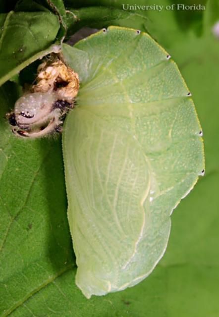 Figure 13. Lateral view of recently pupated tawny emperor, Asterocampa clyton (Boisduval & LeConte). Note the fifth (last) instar larval exuviae to the left of the pupal point of attachment.