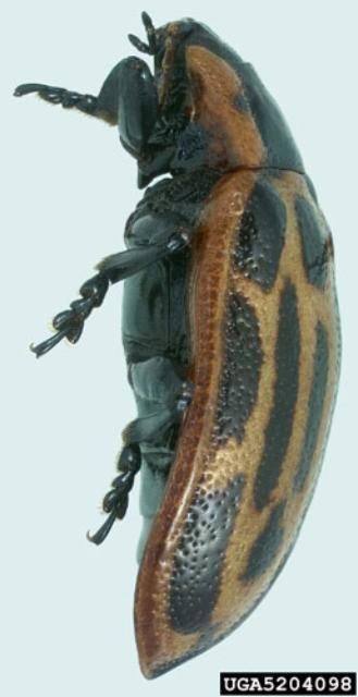 Figure 4. Adult cottonwood leaf beetle, Chrysomela scripta Fabricius, lateral view.