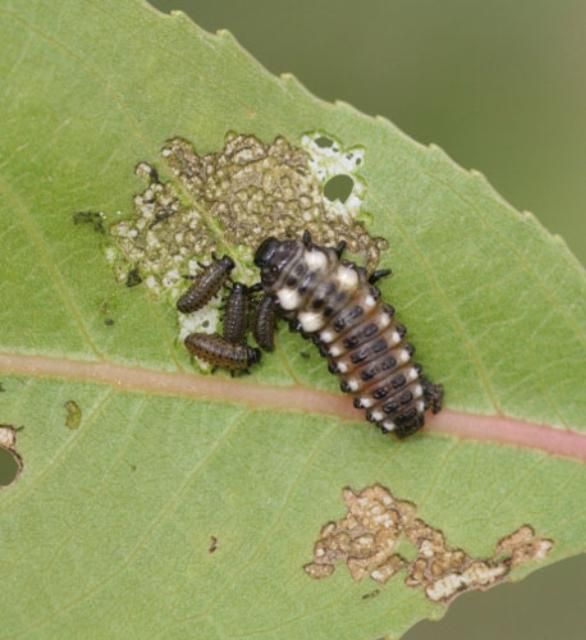 Figure 7. Size differences of young and mature larvae of the cottonwood leaf beetle, Chrysomela scripta Fabricius.