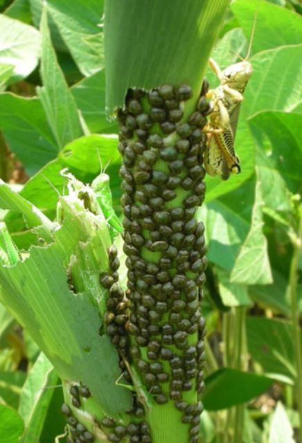 Figure 6. Infestation of adult bean plataspids, Megacopta cribraria (Fabricius), on corn, Zea mays L., near Athens, Georgia, US. A grasshopper is in the upper right corner.
