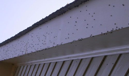 Figure 7. Infestation of adult bean plataspids, Megacopta cribraria (Fabricius), on a house in Georgia, US. Megacopta cribraria have an overwintering stage during their life cycle and tend to swarm to nearby buildings prior to the overwintering period.