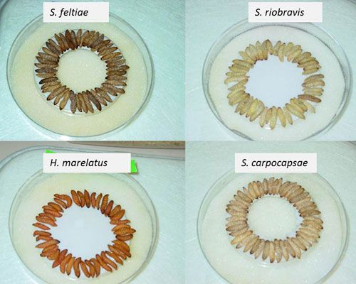 Figure 4. In vivo production of different entomopathogenic nematodes species in wax moth larvae using White traps; note the different colors of cadavers.
