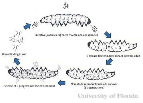 Figure 3. Generalized life cycle of entomopathogenic nematodes.
