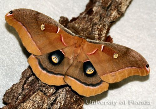 Figure 1. Adult male polyphemus moth, Antheraea polyphemus (Cramer dorsal view).