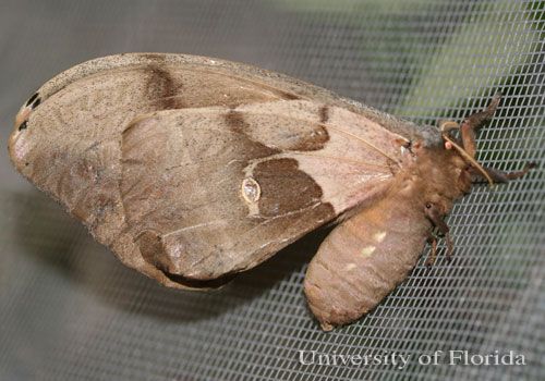 Figure 4. Adult female polyphemus moth, Antheraea polyphemus (Cramer ventral).
