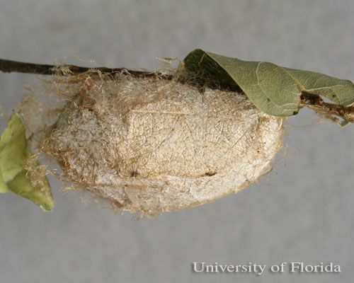 Figure 10. Cocoon of polyphemus moth, Antheraea polyphemus (Cramer).