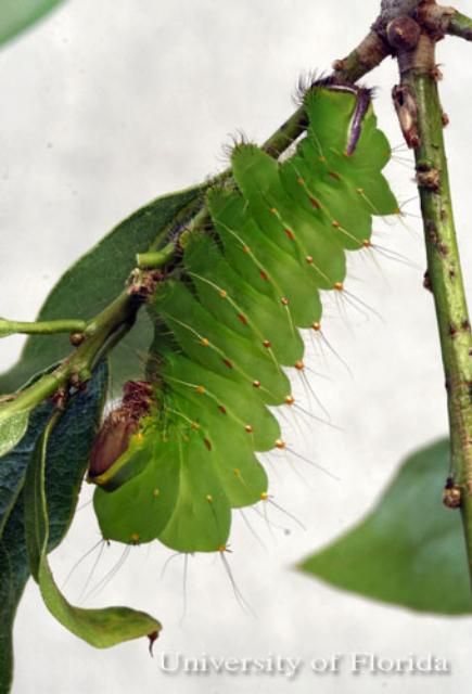 Figure 8. Late instar larva of polyphemus moth, Antheraea polyphemus (Cramer).