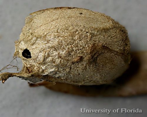 Figure 17. Cocoon of polyphemus moth, Antheraea polyphemus (Cramer) with 2.0 mm diameter hole in top. The cocoon contained a hollow pupal exoskeleton with a hole of identical size, shape, and location as that in the cocoon. The hole is like those reported by Waldbauer et al. (1970) that were caused by hairy and downy woodpeckers.