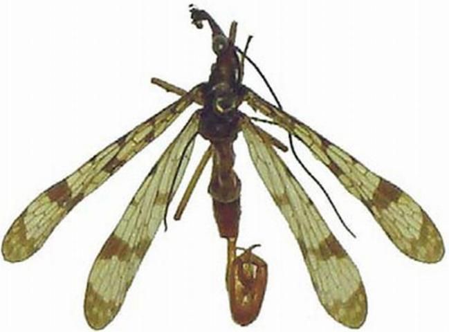 Figure 3. Dorsal view of the holotype of the Florida scorpionfly, Panorpa floridana Byers, from Alachua County, Florida.