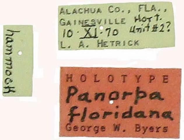 Figure 4. Data labels of the holotype of the Florida scorpionfly, Panorpa floridana Byers.