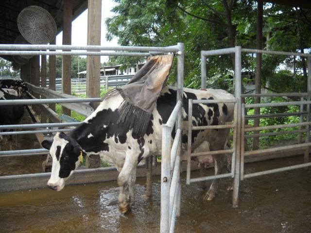Figure 7. Forced-use backrubber being used to treat cattle at a dairy.