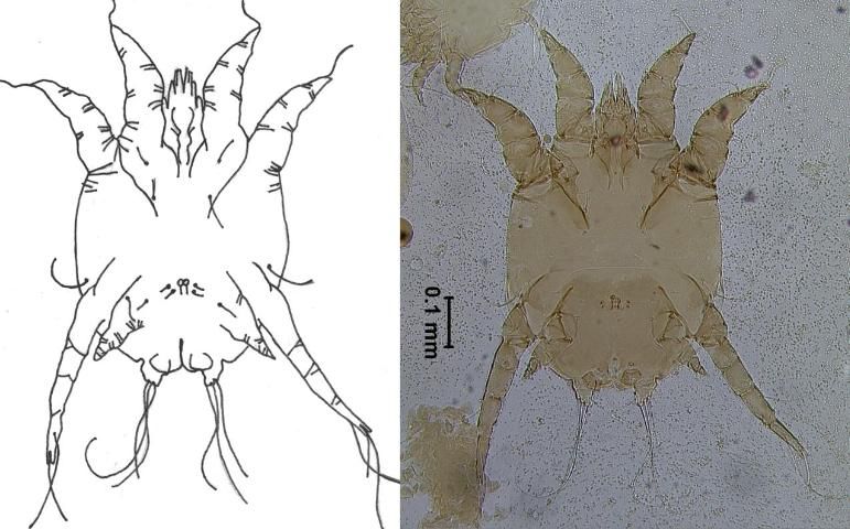 Figure 8. Psoroptic ear mange mite (Psoroptes cuniculi). Adult female specimen from a rabbit.