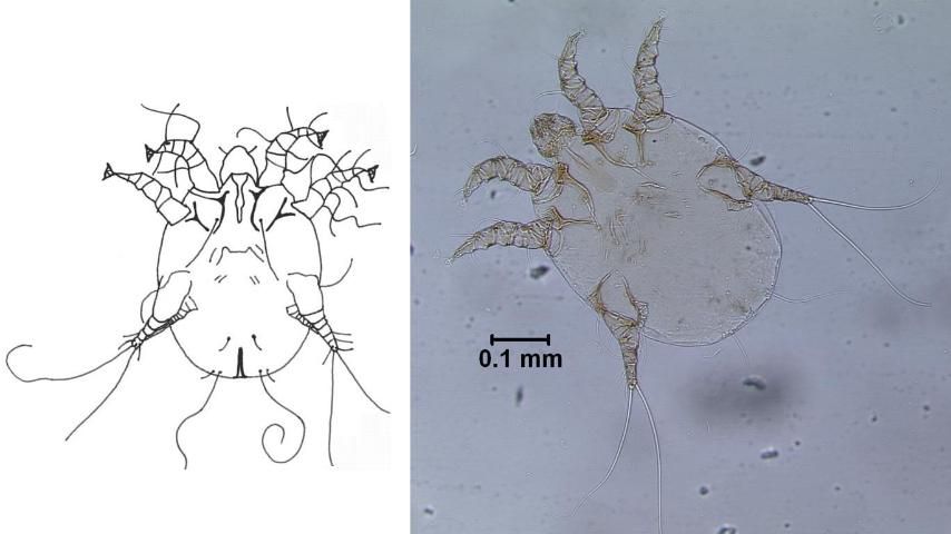 Figure 7. Otodectic or ear mange mite (Otodectic cyanotis). Adult female specimen from a cat.