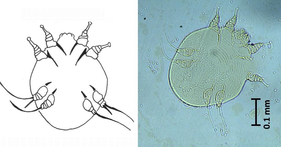 Figure 3. Notoedric mange mite (Notoedres cati). Adult female specimen from a cat.