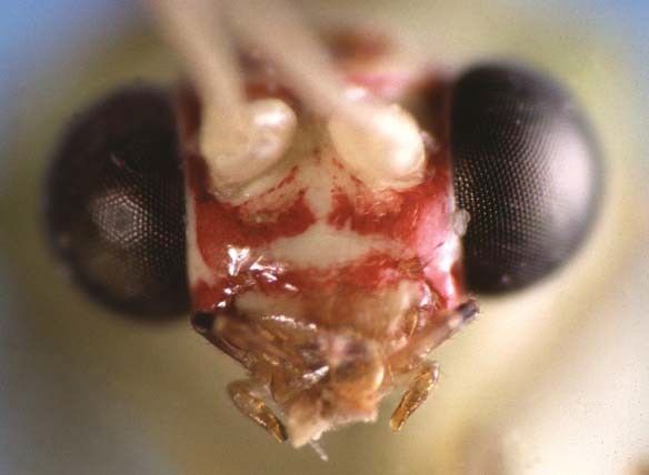 Figure 2. Frontal view of head, Chrysopodes collaris.