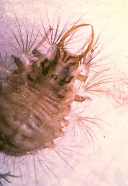 Figure 4. Larva of Ceraeochrysa valida (Banks).