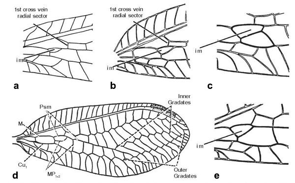 Figure 5. a. Base of forewing and intramedian cell (im) of Chrysoperla sp.; b. Base of forewing of Chrysopa sp.; c. Base of forewing of Leucochrysa insularis; d. Forewing of Chrysopa sp.; e. Base of forewing of Nodita sp. (after Bickly and MacLeod 1956).
