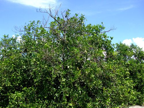 Figure 4. Spreading decline symptoms on citrus, including thinning canopy and reduced thriftiness.