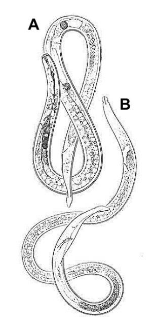 Figure 6. Radopholus similis, female (A) and male (B).
