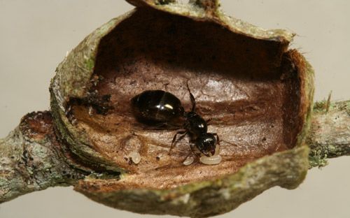 Figure 41. Crematogaster ashmeadi Mayr and brood inside old Megalopyge opercularis cocoon.