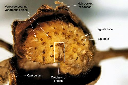 Figure 26. Southern flannel moth larva (pre-pupa), Megalopyge opercularis, (note venomous spines and post-spiracular appendages).