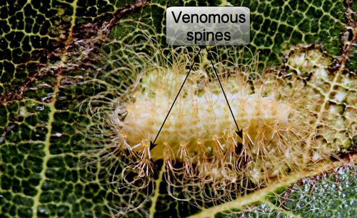 Figure 30. Puss caterpillar, Megalopyge opercularis (early instar showing venomous spines).