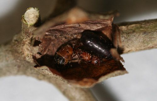 Figure 42. Camponotus snellingi Bolton and unidentified tachinid puparial shell inside old Megalopyge opercularis cocoon.