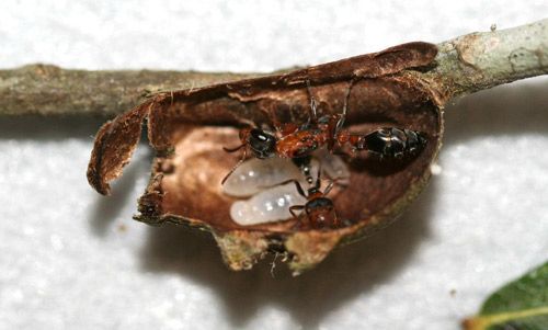 Figure 40. Pseudomyrmex gracilis (Fabricius) and brood inside old Megalopyge opercularis cocoon.