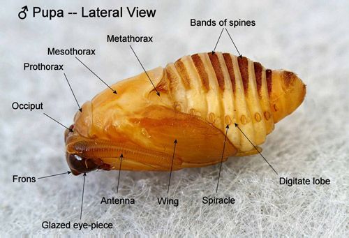 Figure 23. Southern flannel moth pupa, Megalopyge opercularis, (male, lateral view showing abdominal post-spiracular appendages).