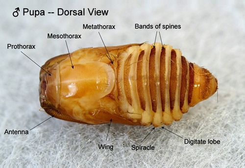 Figure 22. Southern flannel moth pupa, Megalopyge opercularis, (male, dorsal view showing bands of spines on the abdominal segments).