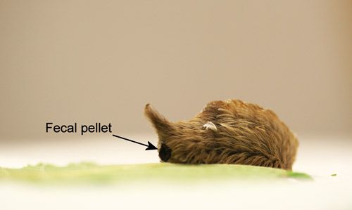 Figure 39. Puss caterpillar, Megalopyge opercularis, in the process of propelling its fecal pellet.