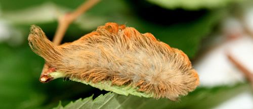Figure 11. Puss caterpillar, Megalopyge opercularis (middle instar).