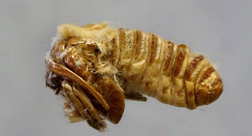 Figure 27. Southern flannel moth pharate adult, Megalopyge opercularis (note free appendages).