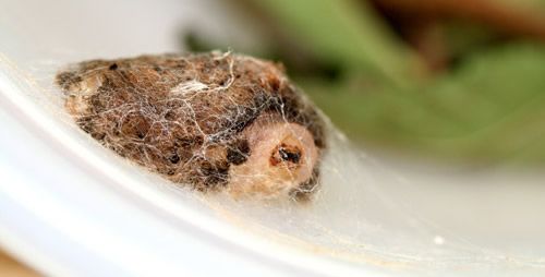 Figure 24. Southern flannel moth larva, Megalopyge opercularis, (initial stage of spinning cocoon).