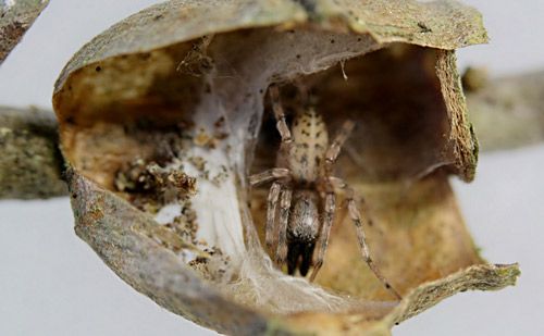 Figure 43. Unidentified spider inside old Megalopyge opercularis cocoon.
