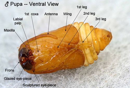 Figure 21. Southern flannel moth pupa, Megalopyge opercularis, (male, ventral view showing appendages and eyepieces).