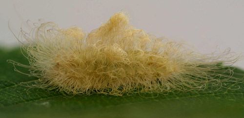 Figure 10. Puss caterpillar, Megalopyge opercularis (middle instar).
