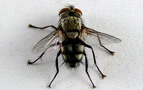 Figure 34. Adult tachinid fly that emerged from a Megalopyge opercularis cocoon.